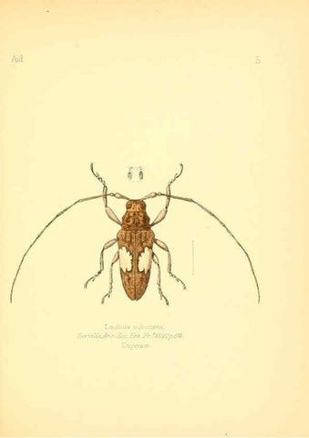 Reproducción/Reproduction 6026369470: Aid to the identification of insects. v.1. London :E.W. Janson,1880-90