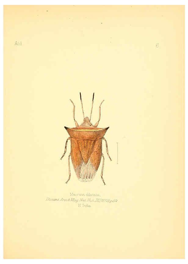 Reproducción/Reproduction 6026369862: Aid to the identification of insects. v.1. London :E.W. Janson,1880-90