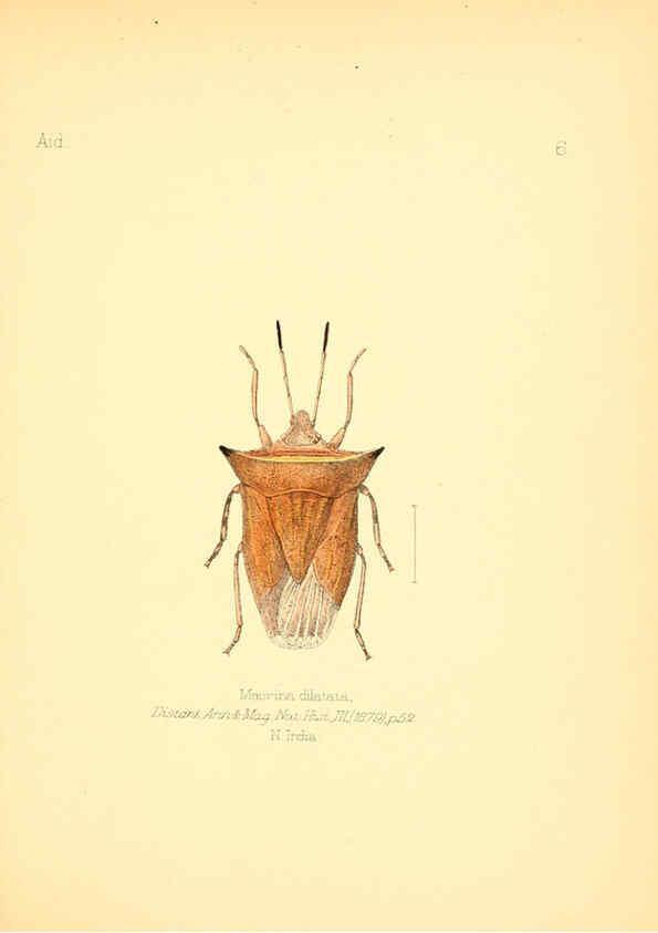 Reproducción/Reproduction 6026369862: Aid to the identification of insects. v.1. London :E.W. Janson,1880-90