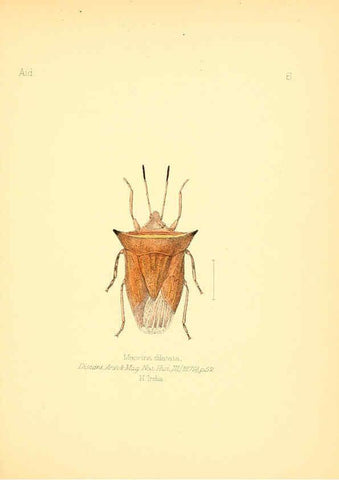 Reproducción/Reproduction 6026369862: Aid to the identification of insects. v.1. London :E.W. Janson,1880-90
