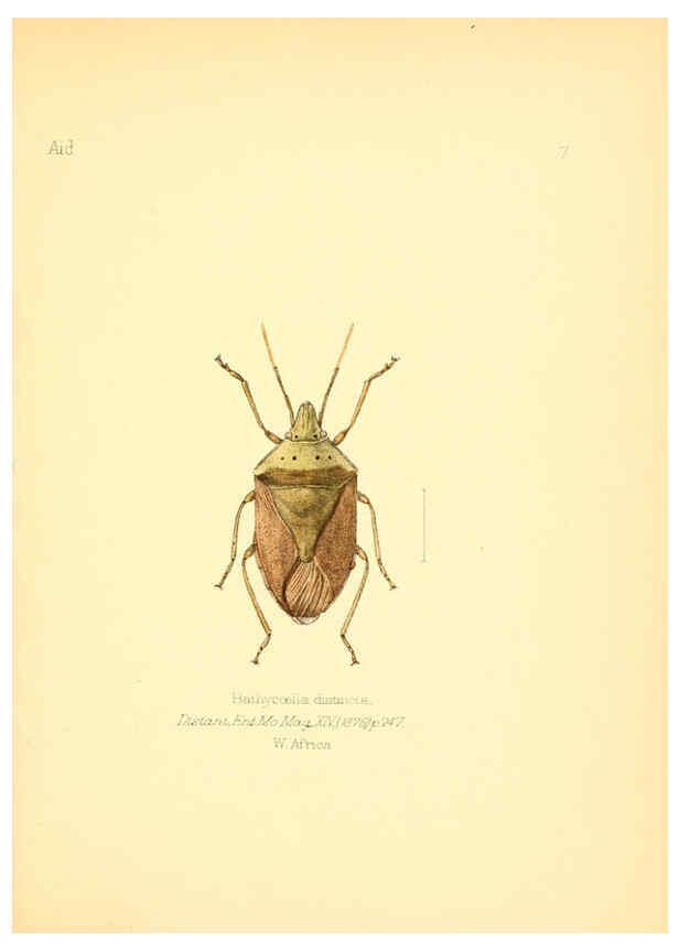Reproducción/Reproduction 6025814019: Aid to the identification of insects. v.1. London :E.W. Janson,1880-90