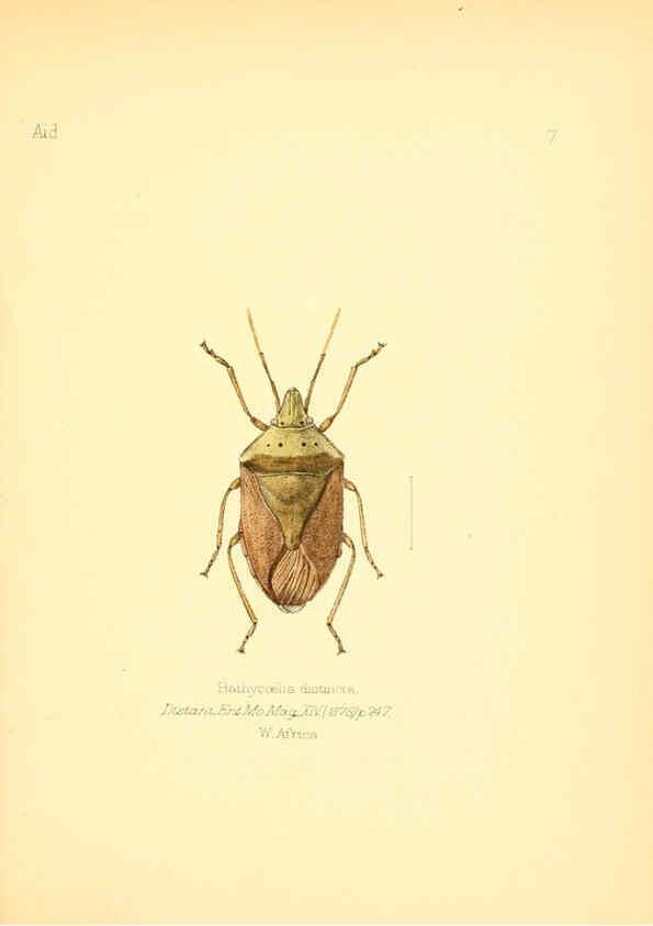 Reproducción/Reproduction 6025814019: Aid to the identification of insects. v.1. London :E.W. Janson,1880-90