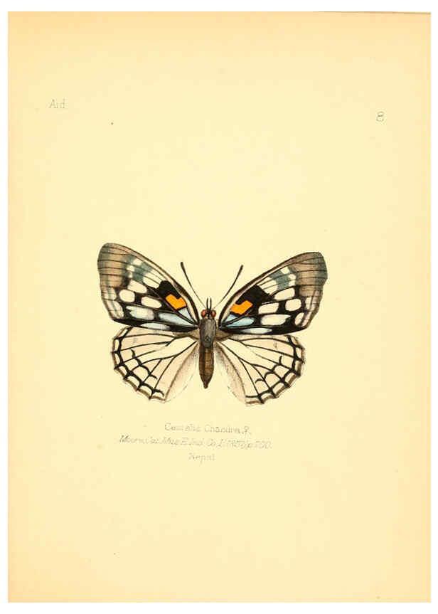 Reproducción/Reproduction 6025814245: Aid to the identification of insects. v.1. London :E.W. Janson,1880-90