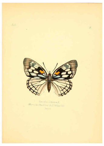 Reproducción/Reproduction 6025814245: Aid to the identification of insects. v.1. London :E.W. Janson,1880-90