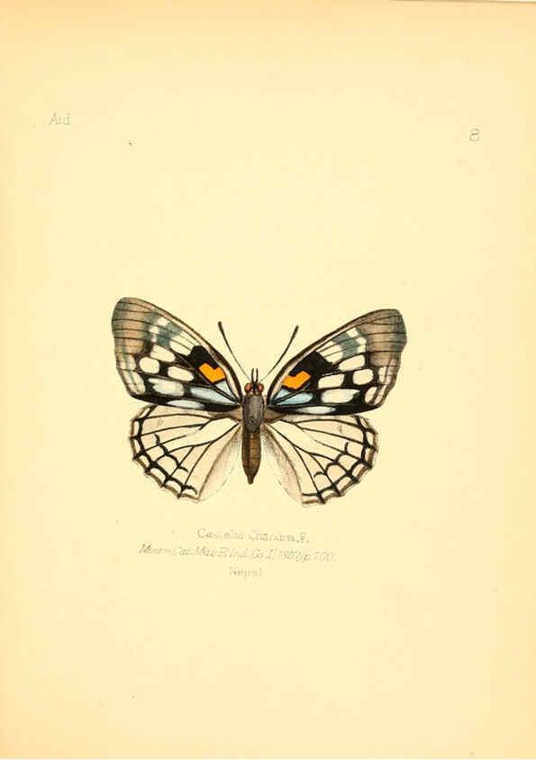 Reproducción/Reproduction 6025814245: Aid to the identification of insects. v.1. London :E.W. Janson,1880-90