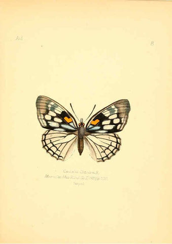 Reproducción/Reproduction 6025814245: Aid to the identification of insects. v.1. London :E.W. Janson,1880-90