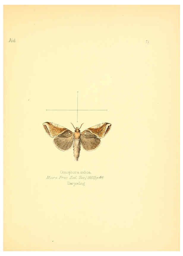 Reproducción/Reproduction 6026371082: Aid to the identification of insects. v.1. London :E.W. Janson,1880-90
