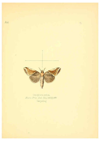 Reproducción/Reproduction 6026371082: Aid to the identification of insects. v.1. London :E.W. Janson,1880-90