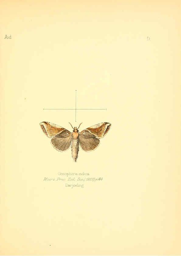 Reproducción/Reproduction 6026371082: Aid to the identification of insects. v.1. London :E.W. Janson,1880-90