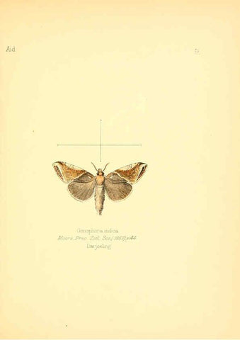 Reproducción/Reproduction 6026371082: Aid to the identification of insects. v.1. London :E.W. Janson,1880-90