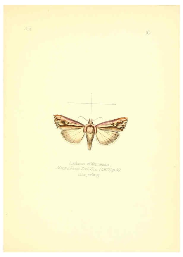Reproducción/Reproduction 6025814817: Aid to the identification of insects. v.1. London :E.W. Janson,1880-90
