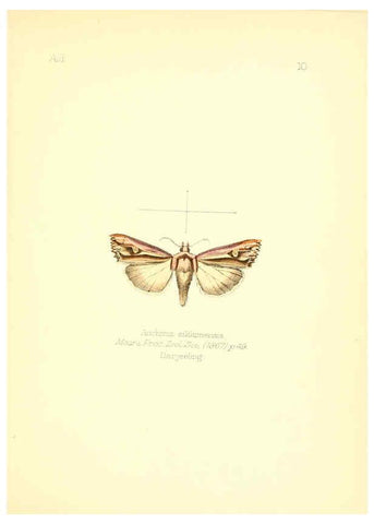 Reproducción/Reproduction 6025814817: Aid to the identification of insects. v.1. London :E.W. Janson,1880-90