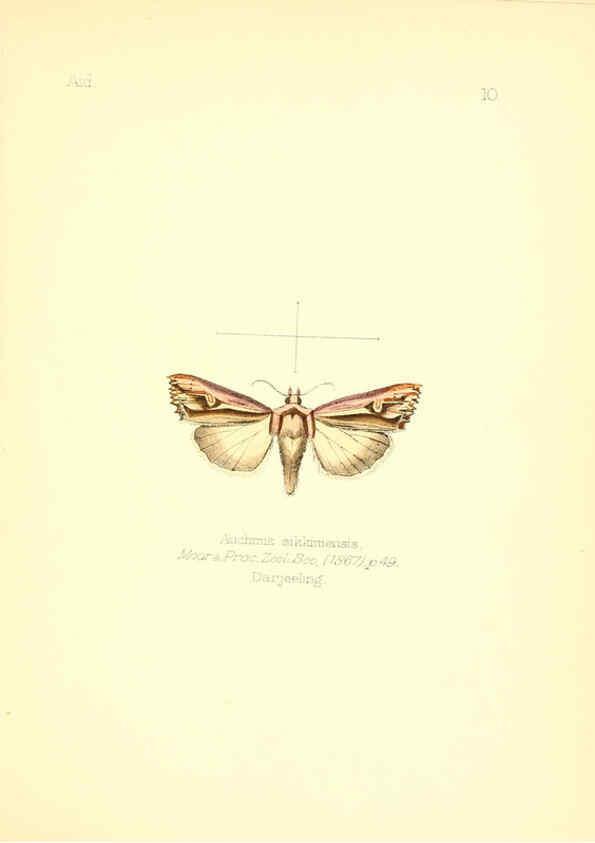 Reproducción/Reproduction 6025814817: Aid to the identification of insects. v.1. London :E.W. Janson,1880-90