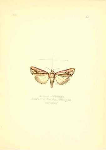 Reproducción/Reproduction 6025814817: Aid to the identification of insects. v.1. London :E.W. Janson,1880-90