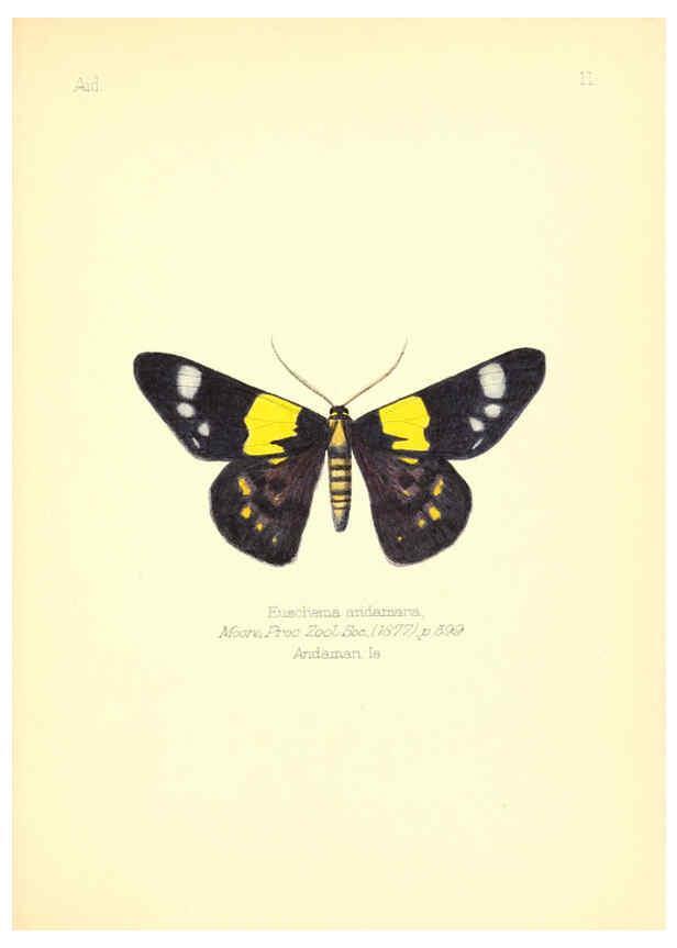 Reproducción/Reproduction 6025815147: Aid to the identification of insects. v.1. London :E.W. Janson,1880-90