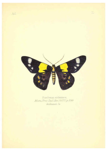 Reproducción/Reproduction 6025815147: Aid to the identification of insects. v.1. London :E.W. Janson,1880-90