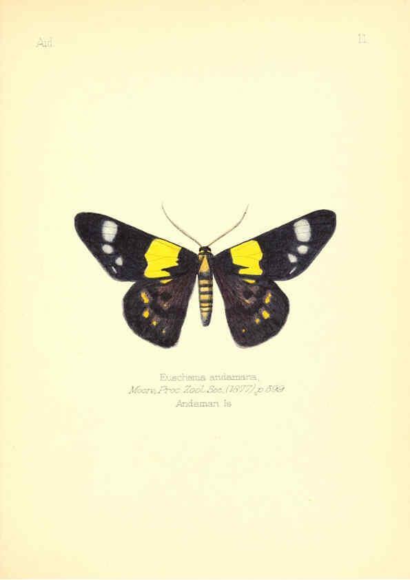 Reproducción/Reproduction 6025815147: Aid to the identification of insects. v.1. London :E.W. Janson,1880-90