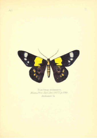 Reproducción/Reproduction 6025815147: Aid to the identification of insects. v.1. London :E.W. Janson,1880-90