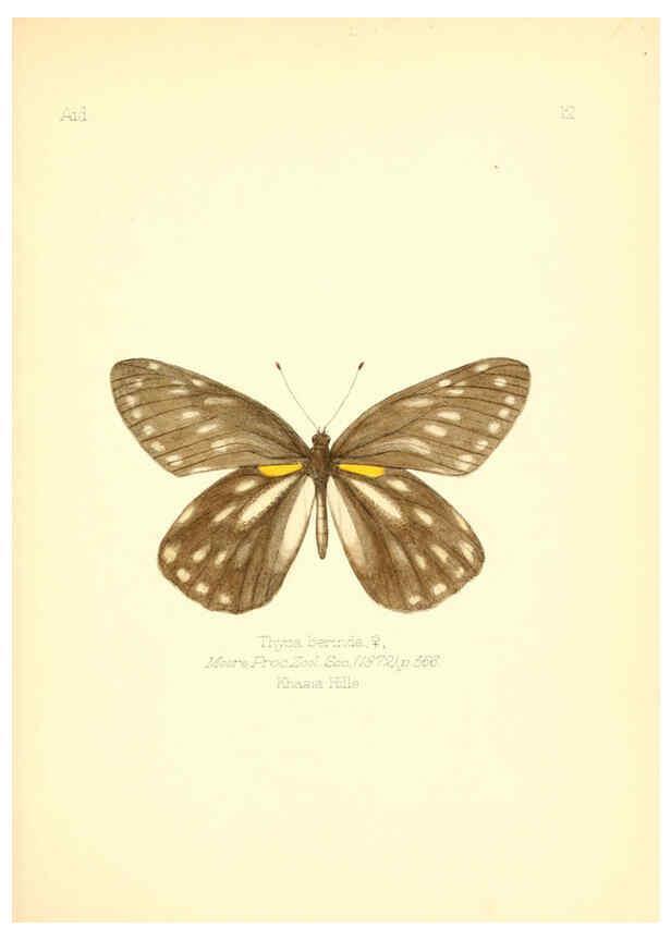 Reproducción/Reproduction 6025815459: Aid to the identification of insects. v.1. London :E.W. Janson,1880-90
