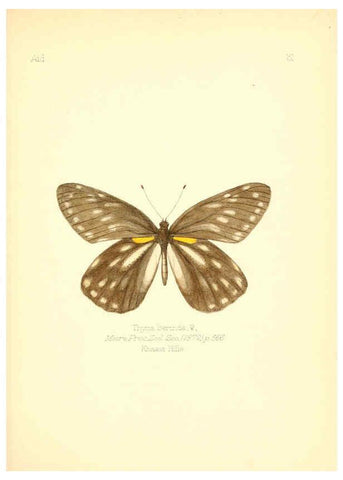 Reproducción/Reproduction 6025815459: Aid to the identification of insects. v.1. London :E.W. Janson,1880-90