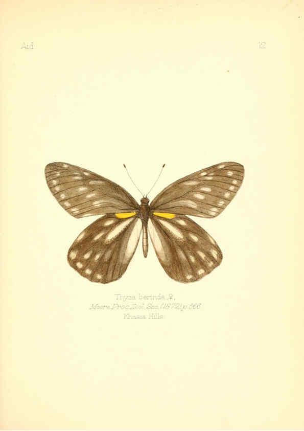 Reproducción/Reproduction 6025815459: Aid to the identification of insects. v.1. London :E.W. Janson,1880-90