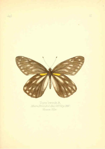 Reproducción/Reproduction 6025815459: Aid to the identification of insects. v.1. London :E.W. Janson,1880-90