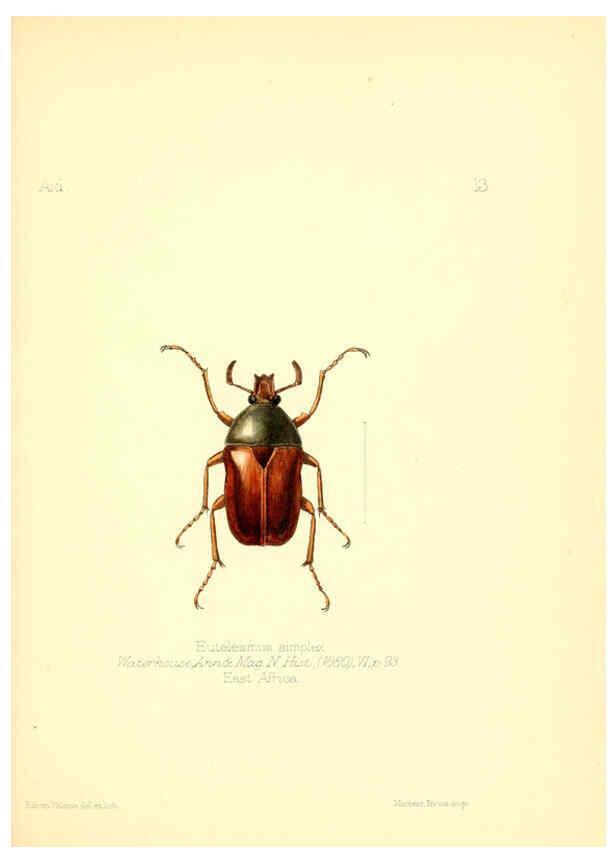 Reproducción/Reproduction 6025815747: Aid to the identification of insects. v.1. London :E.W. Janson,1880-90