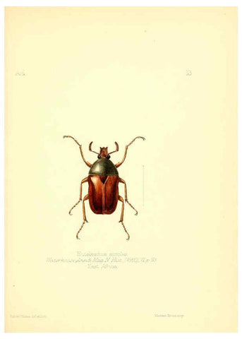 Reproducción/Reproduction 6025815747: Aid to the identification of insects. v.1. London :E.W. Janson,1880-90
