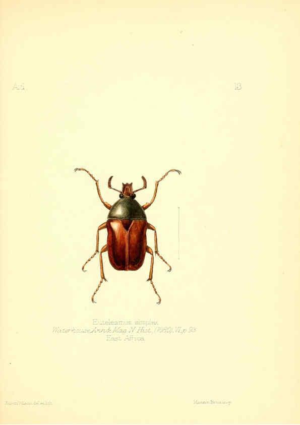 Reproducción/Reproduction 6025815747: Aid to the identification of insects. v.1. London :E.W. Janson,1880-90