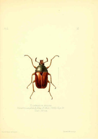 Reproducción/Reproduction 6025815747: Aid to the identification of insects. v.1. London :E.W. Janson,1880-90