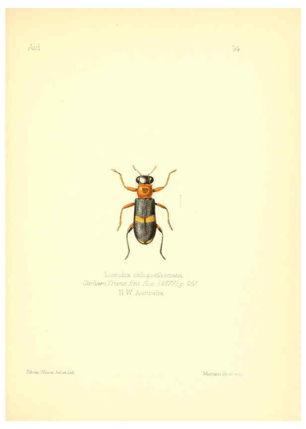 Reproducción/Reproduction 6025816005: Aid to the identification of insects. v.1. London :E.W. Janson,1880-90