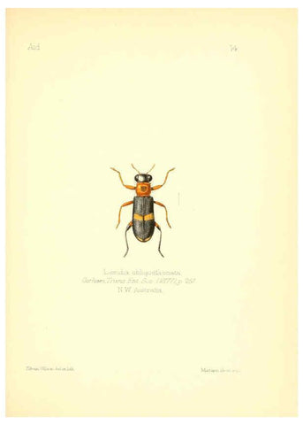 Reproducción/Reproduction 6025816005: Aid to the identification of insects. v.1. London :E.W. Janson,1880-90