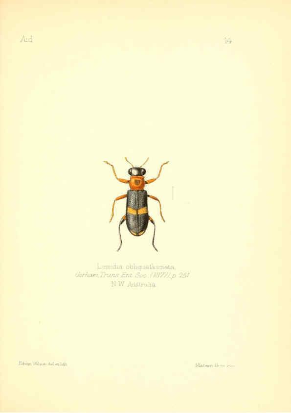 Reproducción/Reproduction 6025816005: Aid to the identification of insects. v.1. London :E.W. Janson,1880-90