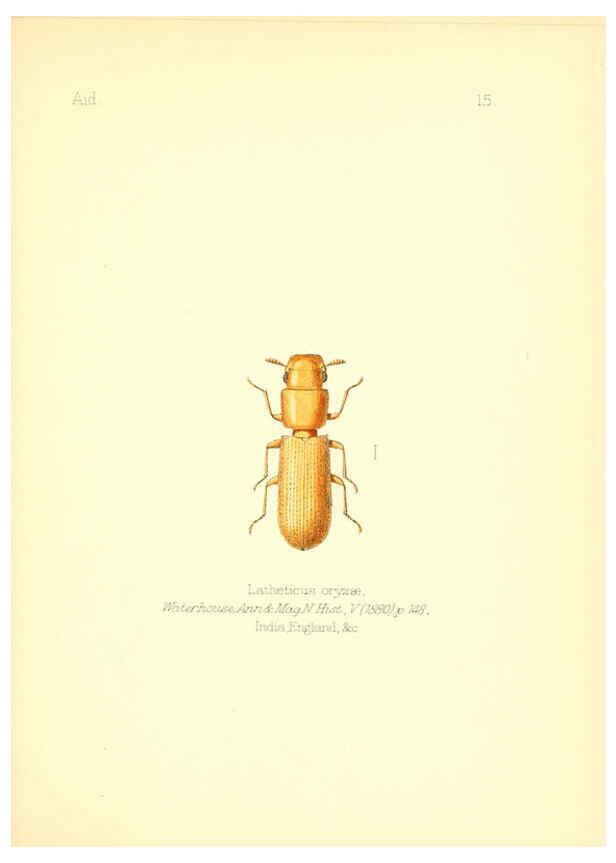 Reproducción/Reproduction 6026372780: Aid to the identification of insects. v.1. London :E.W. Janson,1880-90