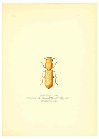 Reproducción/Reproduction 6026372780: Aid to the identification of insects. v.1. London :E.W. Janson,1880-90