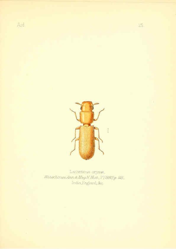 Reproducción/Reproduction 6026372780: Aid to the identification of insects. v.1. London :E.W. Janson,1880-90