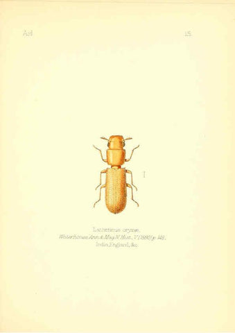 Reproducción/Reproduction 6026372780: Aid to the identification of insects. v.1. London :E.W. Janson,1880-90