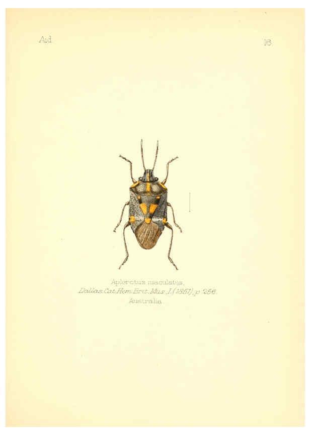 Reproducción/Reproduction 6026373110: Aid to the identification of insects. v.1. London :E.W. Janson,1880-90