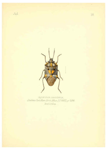 Reproducción/Reproduction 6026373110: Aid to the identification of insects. v.1. London :E.W. Janson,1880-90
