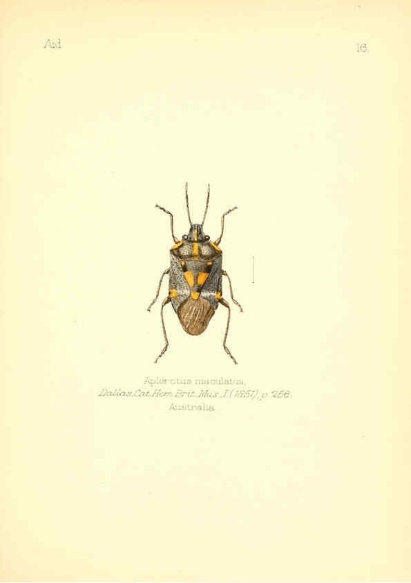 Reproducción/Reproduction 6026373110: Aid to the identification of insects. v.1. London :E.W. Janson,1880-90