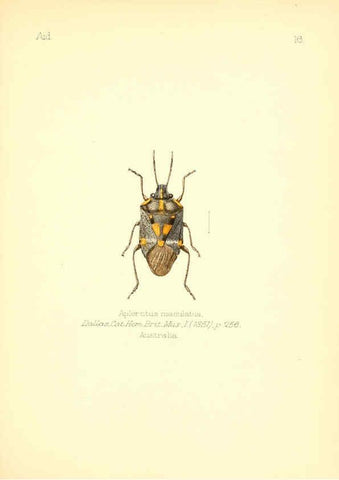 Reproducción/Reproduction 6026373110: Aid to the identification of insects. v.1. London :E.W. Janson,1880-90