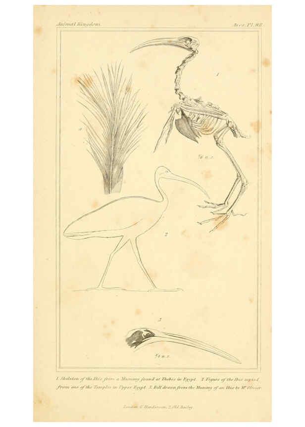 Reproducción/Reproduction 6025645395: The animal kingdom, arranged according to its organization, serving as a foundation for the natural history of animals. v.1 plates. London :G. Henderson,1834-1837