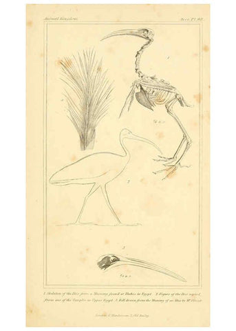 Reproducción/Reproduction 6025645395: The animal kingdom, arranged according to its organization, serving as a foundation for the natural history of animals. v.1 plates. London :G. Henderson,1834-1837