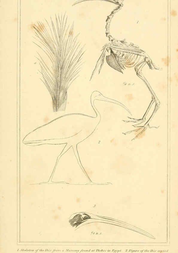 Reproducción/Reproduction 6025645395: The animal kingdom, arranged according to its organization, serving as a foundation for the natural history of animals. v.1 plates. London :G. Henderson,1834-1837