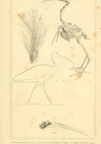 Reproducción/Reproduction 6025645395: The animal kingdom, arranged according to its organization, serving as a foundation for the natural history of animals. v.1 plates. London :G. Henderson,1834-1837