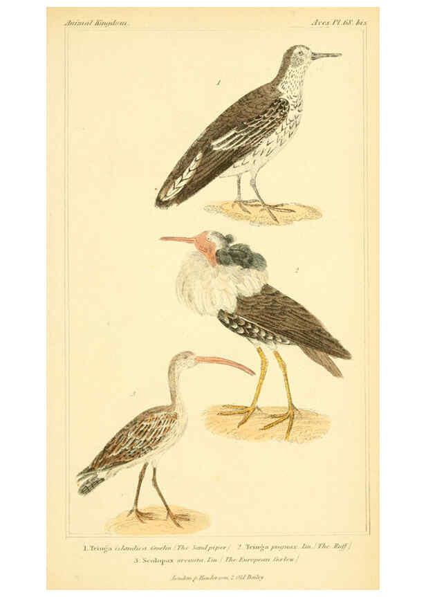 Reproducción/Reproduction 6025638557: The animal kingdom, arranged according to its organization, serving as a foundation for the natural history of animals. v.1 plates. London :G. Henderson,1834-1837