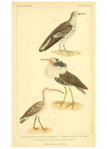 Reproducción/Reproduction 6025638557: The animal kingdom, arranged according to its organization, serving as a foundation for the natural history of animals. v.1 plates. London :G. Henderson,1834-1837