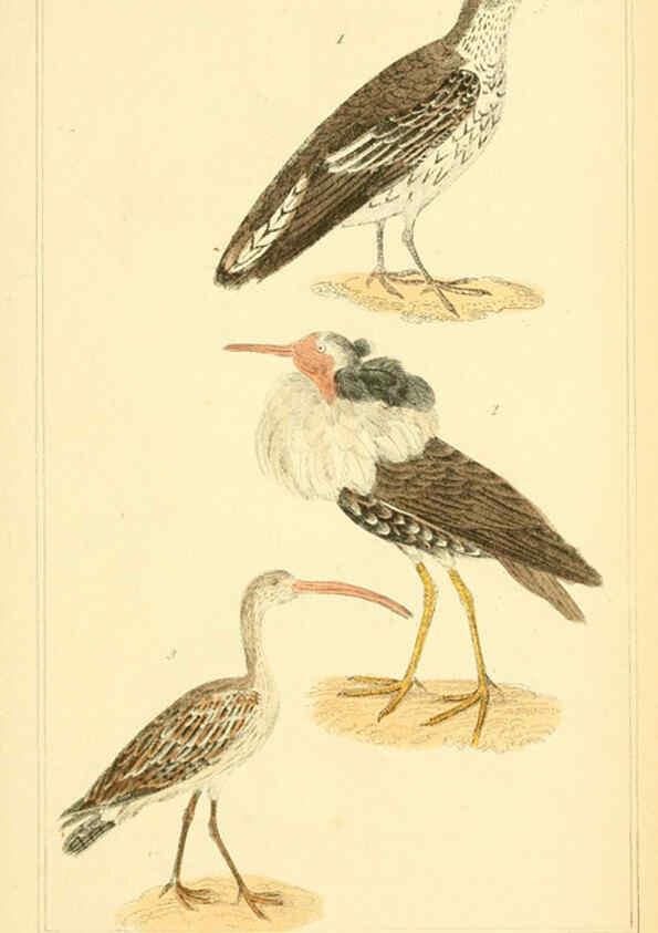Reproducción/Reproduction 6025638557: The animal kingdom, arranged according to its organization, serving as a foundation for the natural history of animals. v.1 plates. London :G. Henderson,1834-1837