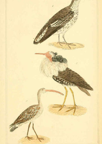 Reproducción/Reproduction 6025638557: The animal kingdom, arranged according to its organization, serving as a foundation for the natural history of animals. v.1 plates. London :G. Henderson,1834-1837