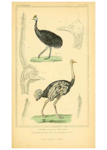 Reproducción/Reproduction 6025645027: The animal kingdom, arranged according to its organization, serving as a foundation for the natural history of animals. v.1 plates. London :G. Henderson,1834-1837